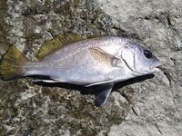 Морская рыбалка в Лермонтово, охота на барабулю и «звездочёта» с шипами