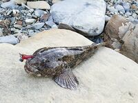 Лермонтово: дикий берег и слабый клёв на бомбарду 20 г и тирольку 15 г