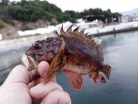 Окрестности Ялты: отводной по ершу и кукушке, ночью — мелкая ставрида на бомбарде