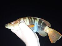 Окрестности Ялты: отводной по ершу и кукушке, ночью — мелкая ставрида на бомбарде