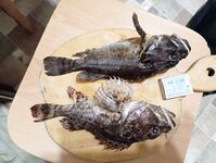 Окрестности Ялты: отводной по ершу и кукушке, ночью — мелкая ставрида на бомбарде