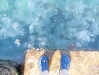 Окрестности Ялты: отводной по ершу и кукушке, ночью — мелкая ставрида на бомбарде