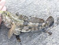 Окрестности Ялты: отводной по ершу и кукушке, ночью — мелкая ставрида на бомбарде