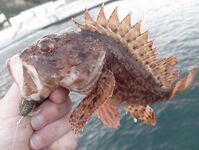 Окрестности Ялты: отводной по ершу и кукушке, ночью — мелкая ставрида на бомбарде