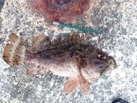 Окрестности Ялты: отводной по ершу и кукушке, ночью — мелкая ставрида на бомбарде