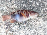 Окрестности Ялты: отводной по ершу и кукушке, ночью — мелкая ставрида на бомбарде