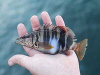 Окрестности Ялты: отводной по ершу и кукушке, ночью — мелкая ставрида на бомбарде