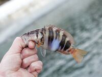 Окрестности Ялты: отводной по ершу и кукушке, ночью — мелкая ставрида на бомбарде