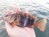 Окрестности Ялты: отводной по ершу и кукушке, ночью — мелкая ставрида на бомбарде