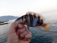 Окрестности Ялты: отводной по ершу и кукушке, ночью — мелкая ставрида на бомбарде