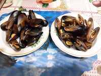 Окрестности Ялты: отводной по ершу и кукушке, ночью — мелкая ставрида на бомбарде