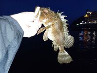 Окрестности Ялты: отводной по ершу и кукушке, ночью — мелкая ставрида на бомбарде