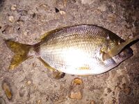 Вечер «отдай спиннинг»: крупный карась на выбросе, фрикцион визжал