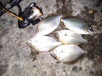 Вечер «отдай спиннинг»: крупный карась на выбросе, фрикцион визжал