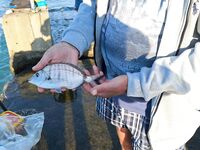 Ялта, последние дни отдыха: две неизвестные рыбы, поймал и отпустил