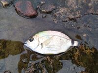 Утренний контроль: карась один в один, перед травой, волна растёт