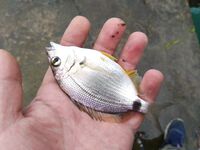 Утренний контроль: карась один в один, перед травой, волна растёт