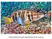 Сапборд 100–300 м: ставрида молчала, пилькер 7 г дал неожиданную рыбу