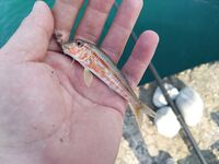 Днём пляж, ночью буна: мелочь в темноте, днём карась и барабулька на каждой