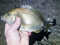 Волна не помешала: ерш, бычок, «нано ван лонг се» и жирная ставрида к полуночи