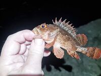 Волна не помешала: ерш, бычок, «нано ван лонг се» и жирная ставрида к полуночи