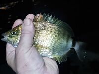 Волна не помешала: ерш, бычок, «нано ван лонг се» и жирная ставрида к полуночи