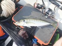 Форос: рекордная ставрида 36 см и 360 г на чебурашку 2.5 г с белой «химерой»