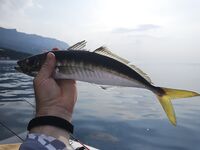 Форос: рекордная ставрида 36 см и 360 г на чебурашку 2.5 г с белой «химерой»