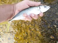 На буне с семьёй: креветка, червь и ставридка — Лазаревское без лишнего пафоса