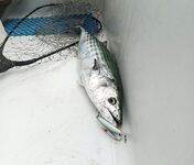 Балаклава: бонито она же пеламида — рыбалка у берега среди скал и волн