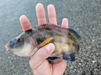 Пилькер 5 г игнорят, резина с тяжёлым грузом ловит: выбор проводки с берега