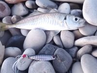 Пауза в ленте: рыбалка на Чёрном море отмечена без данных — нужен контекст места