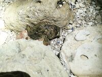 Севастополь, ночной выход: только скорпена, рачки 2″ лучше, 1,6″ — ерши на размер приманки