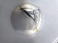 Полтора часа экспериментов: три ставридки и сходы на пилькер, слаги не зашли