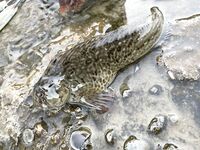 Небуг, волнорез: кусочки Berkley в «супе», много обрывов и сходов