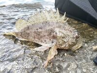 Небуг, волнорез: кусочки Berkley в «супе», много обрывов и сходов