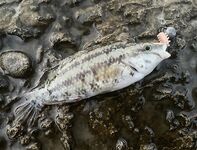 Небуг, волнорез: кусочки Berkley в «супе», много обрывов и сходов