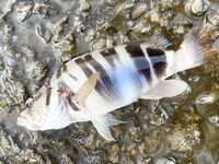 Небуг, волнорез: кусочки Berkley в «супе», много обрывов и сходов