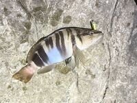 Небуг, волнорез: кусочки Berkley в «супе», много обрывов и сходов