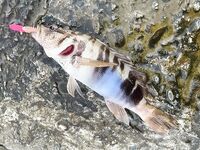 Небуг, волнорез: кусочки Berkley в «супе», много обрывов и сходов