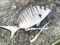 Небуг, волнорез: кусочки Berkley в «супе», много обрывов и сходов