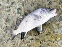 Небуг, волнорез: кусочки Berkley в «супе», много обрывов и сходов