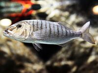 Идентификация: мармир подтверждён; выше на фото — зубарик