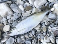 Устье реки: помогите определить вид пойманной рыбы