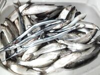 Мелкие бомбарды 1,5–2 г: осенью и зимой — по косякам чуларки