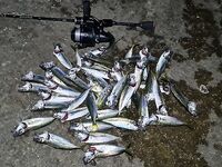 Ялта, волна до метра: мормышка 0,4 г и спин до 1 г — ночной короткий выход