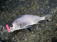 Онлайн отчёт: рыба поклёвывает, но сильный ветер не даёт нормально ловить