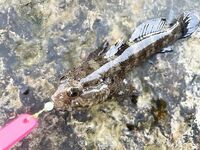 Онлайн отчёт: рыба поклёвывает, но сильный ветер не даёт нормально ловить