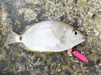 Онлайн отчёт: рыба поклёвывает, но сильный ветер не даёт нормально ловить