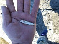 Утро на буне: цель — барабулька; на сухого червя хуже, но время пролетело